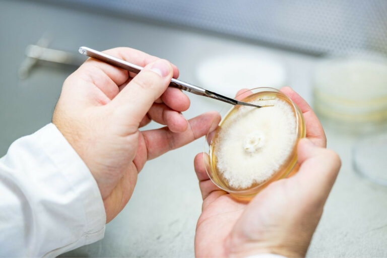 Pétri-Mycea-Region