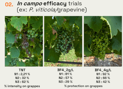 Presentation of French field trials results.